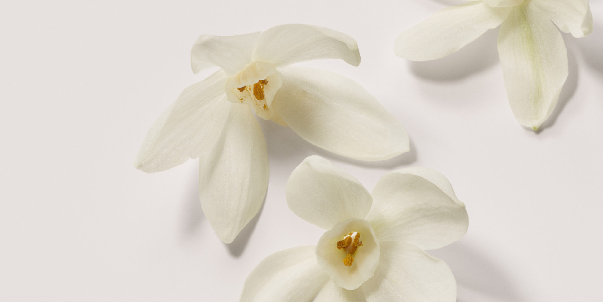 Image of two white lily flowers on white background