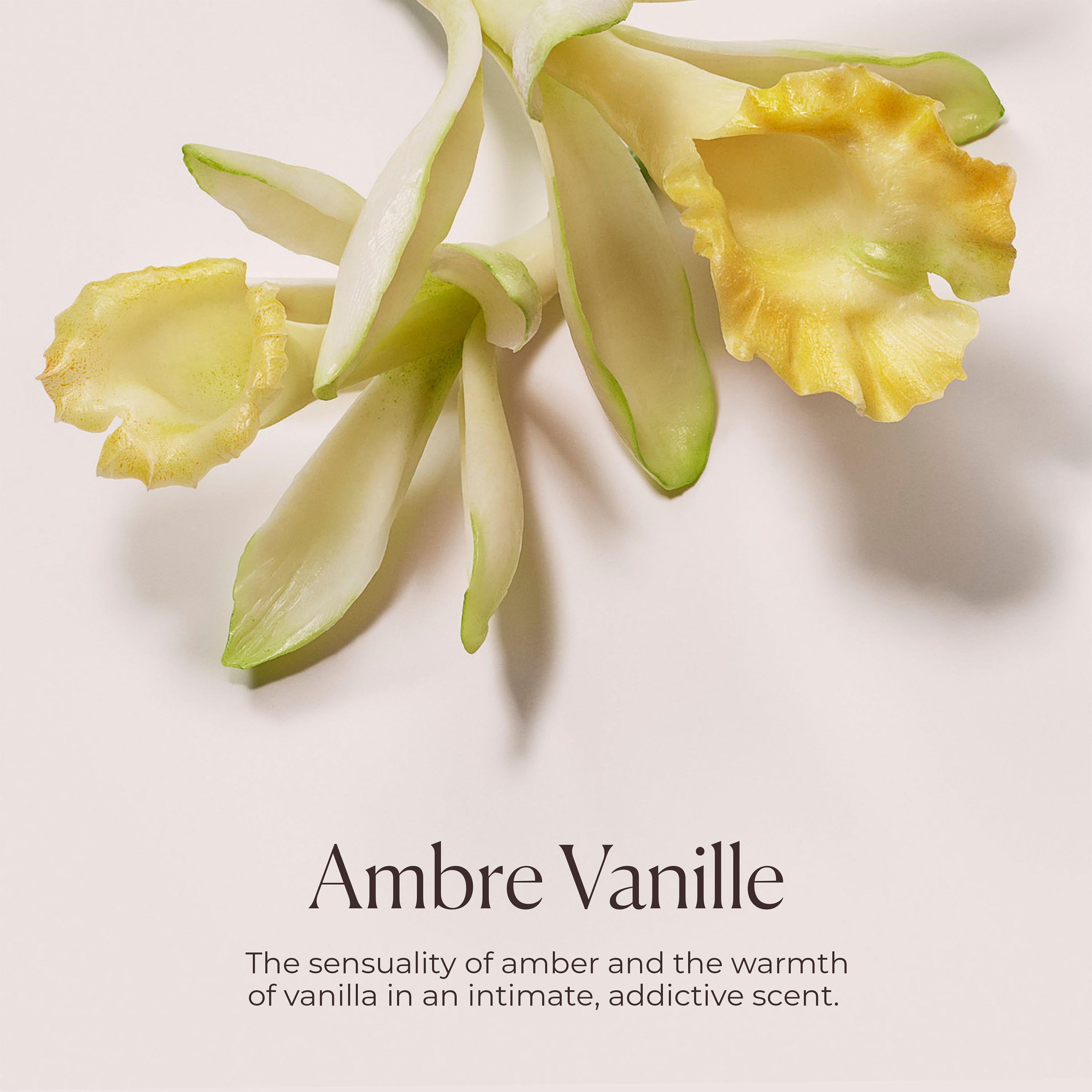 Ambre Vanille Hydrating Body Wash view 6